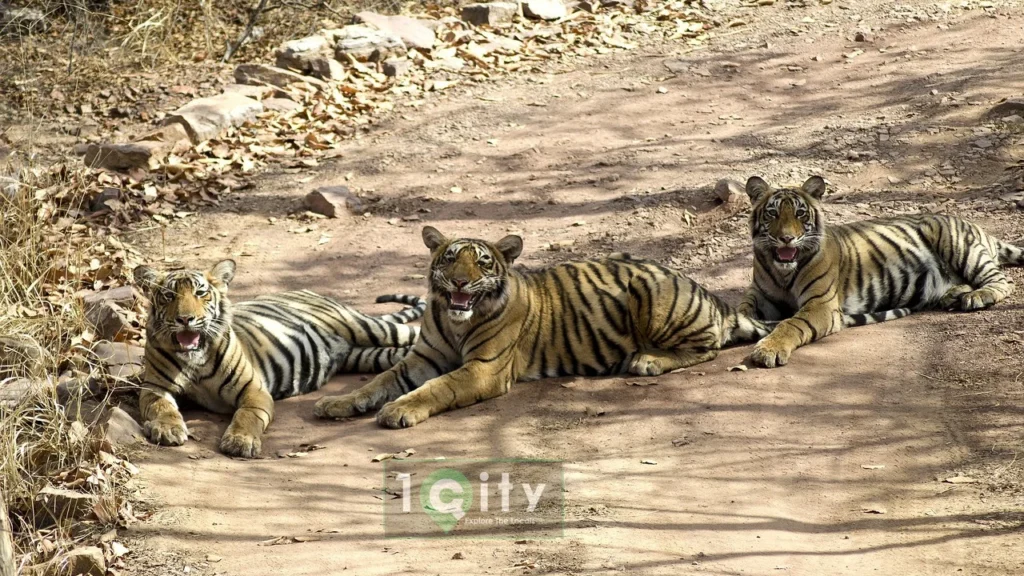 Ranthambore National Park